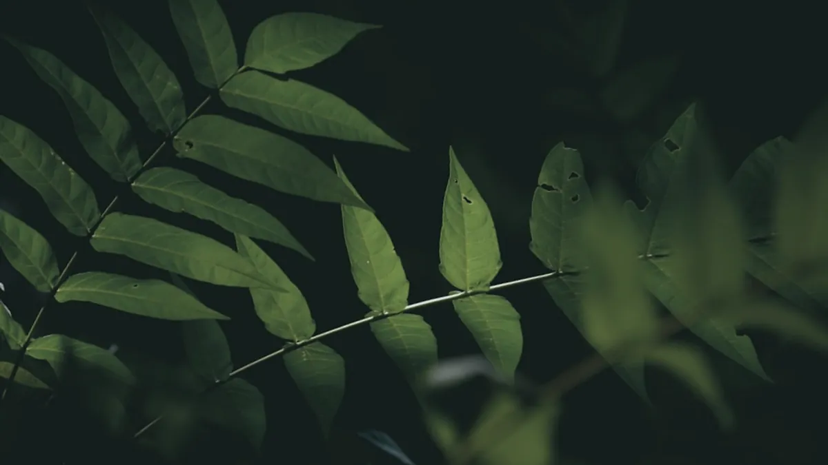 الأخضر — رسم توضيحي إسلامي